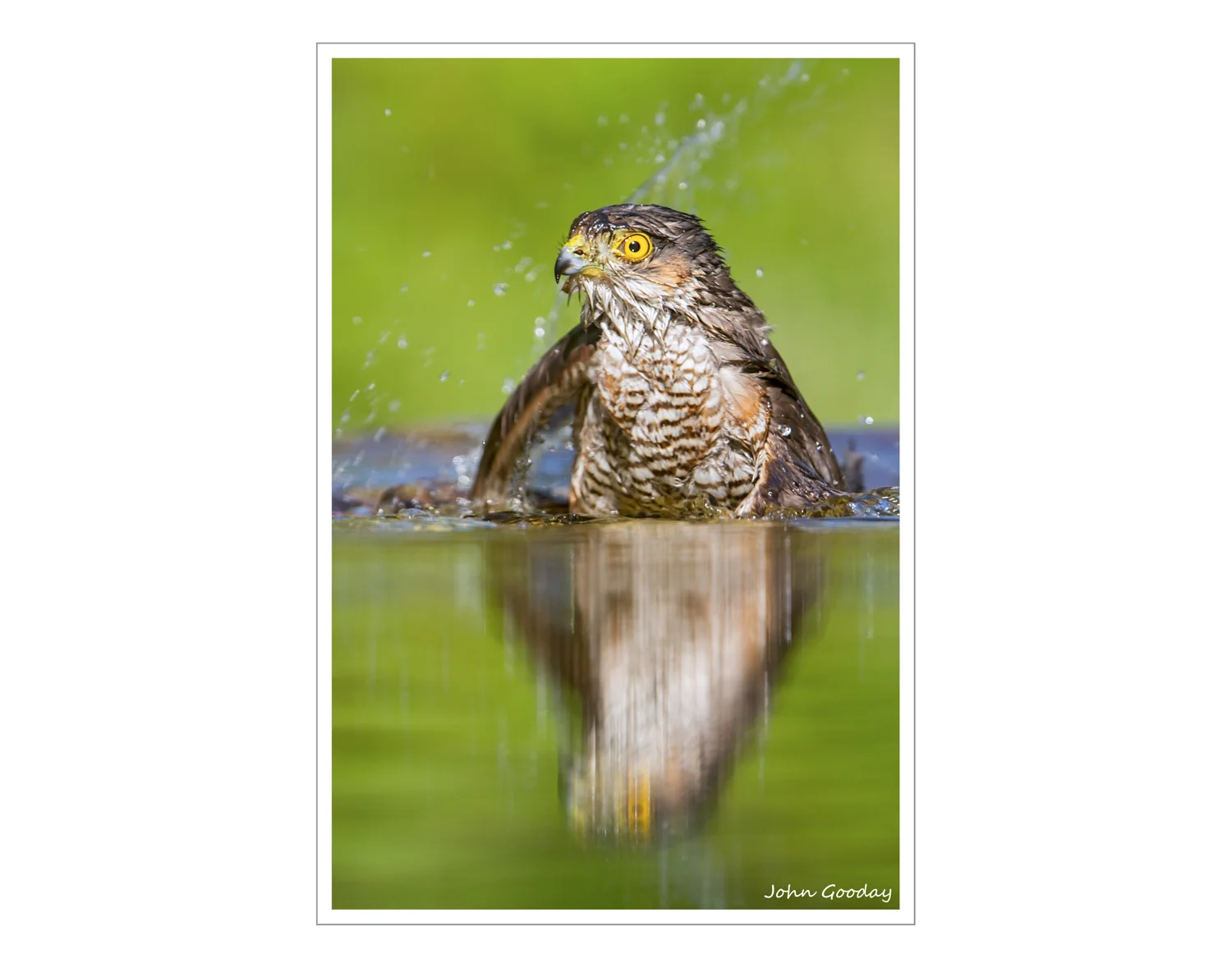 (Image: Sparrowhawk. Canon EOS 7D, EF300mm f/2.8L IS + 1.4x II, 1/500 sec @ f/4, ISO 320, tripod, hide)