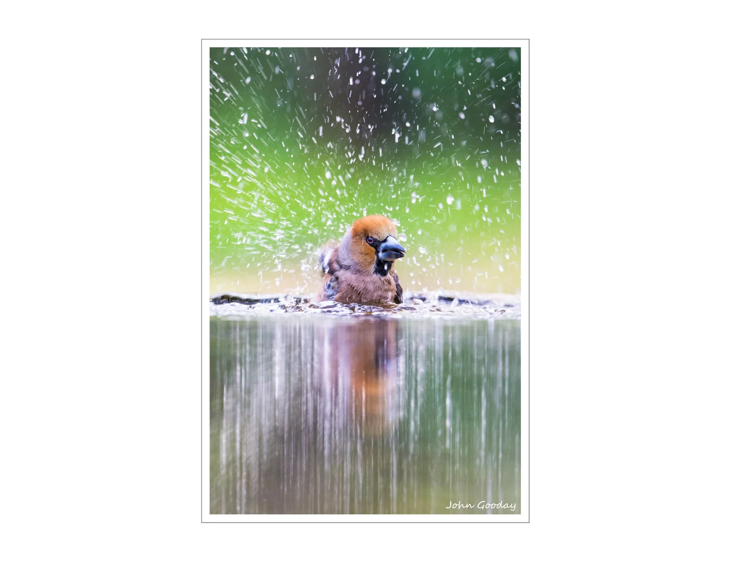 (Image: Hawfinch bathing vigorously. Canon EOS 1DX, EF300mm f/2.8L IS + 1.4x III, 1/320 sec @ f/7.1, ISO 2000, tripod, hide)