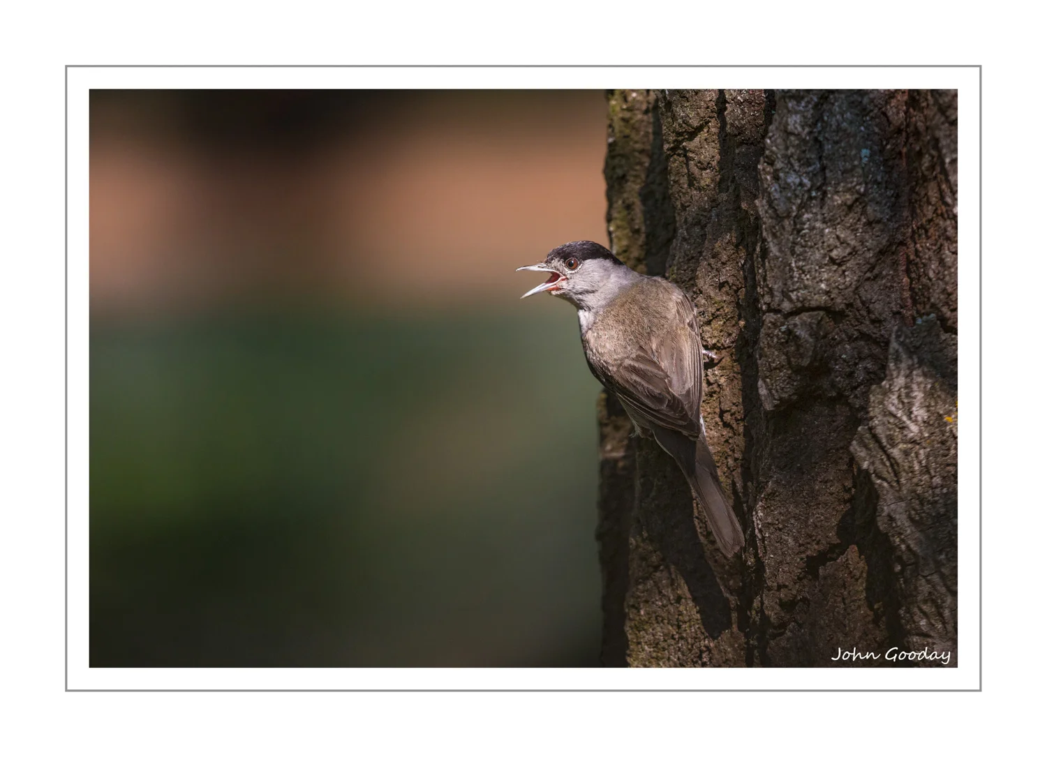 (Image: Blackcap calling from a tree near a pool. Canon EOS 5D Mark III, EF500mm f/4L IS II, 1/1000 sec @ f/4.5, ISO 640, tripod, hide)