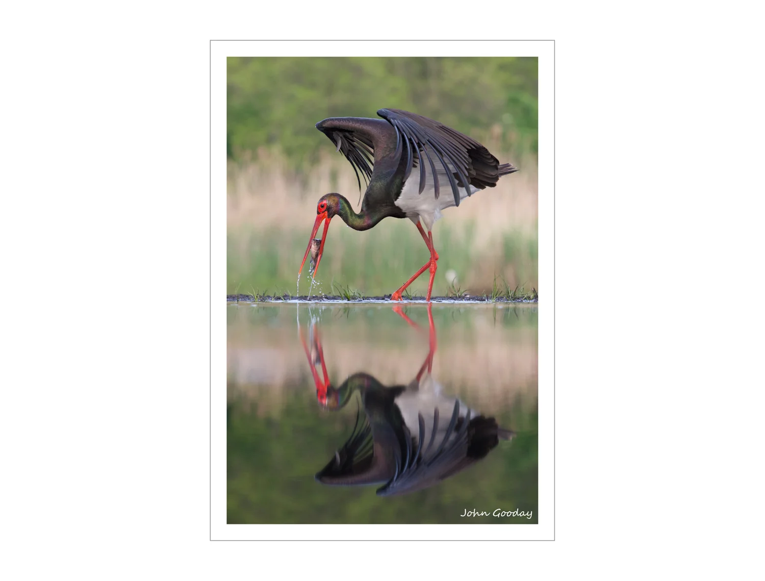 (Image: Black Stork catching a fish. Canon EOS 1DX, EF70-200mm f/2.8L IS II, 1/1600 sec @ f/5, ISO 1250, tripod, hide)