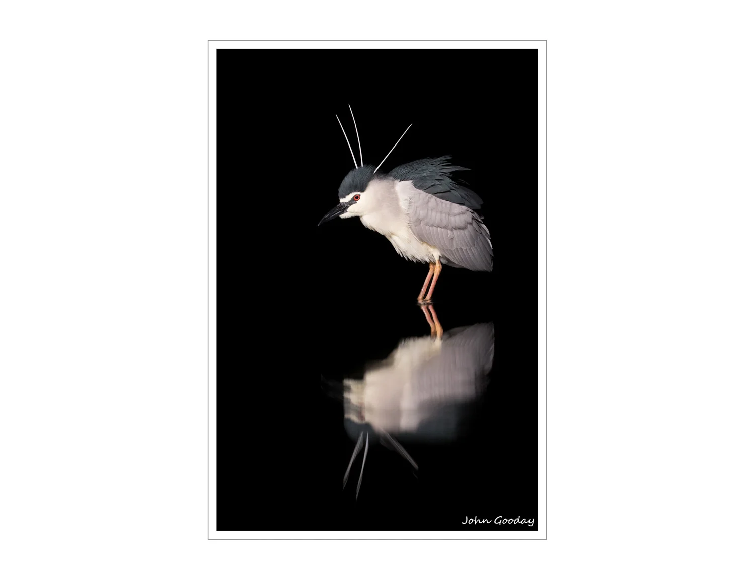 (Image: Black-crowned Night Heron Hunting. Canon EOS 1DX, EF70-200mm f/2.8L IS II, 1/500 sec @ f/4.5, ISO 3200, tripod, hide, halogen lights)