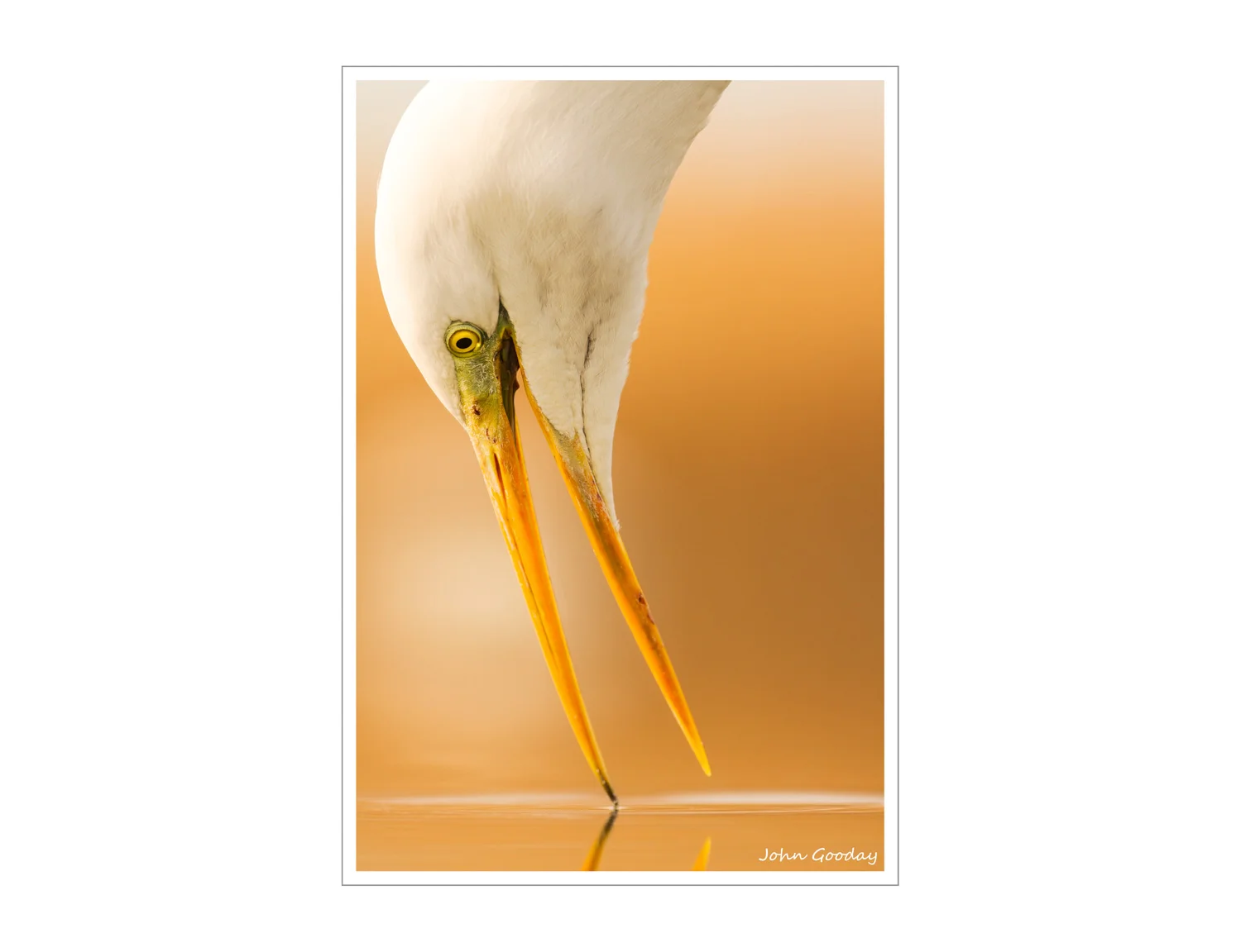 (Image: Getting close to a Great Egret. Canon. EOS 7D, EF300mm f/2.8L IS, 1/1000 sec @ f/4, ISO 400, tripod, hide)