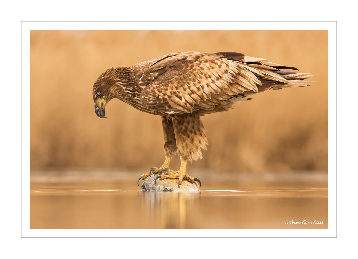 (Image: White-tailed Eagle. Canon EOS 5D Mark III, EF300mm f/2.8L IS, 1/500 sec @ f/5.6, ISO 800, tripod, hide)