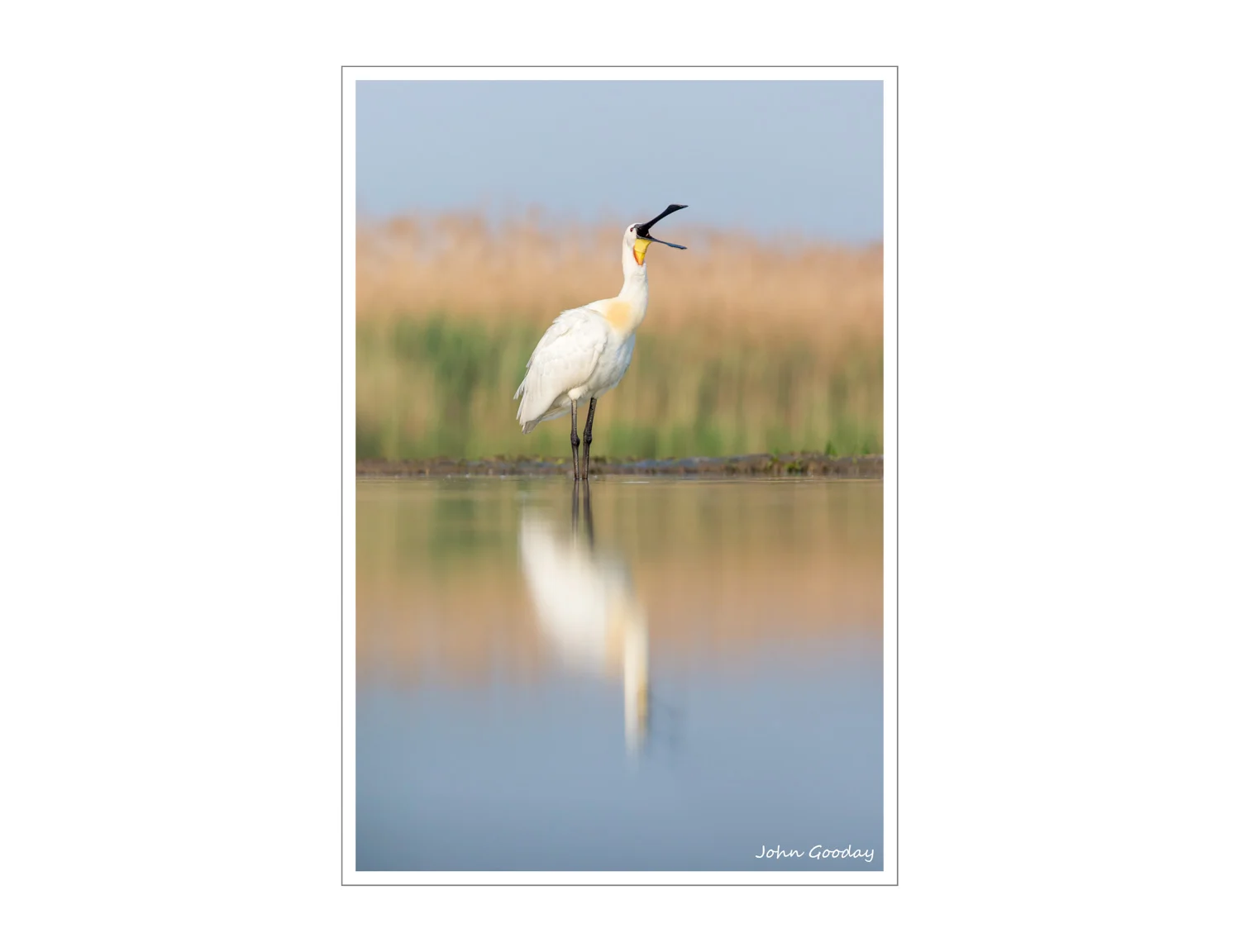 (Image: Spoonbill calling. Canon EOS 1DX, EF300mm f/2.8L IS, 1/1600 sec @ f/5, ISO 640, tripod, hide).