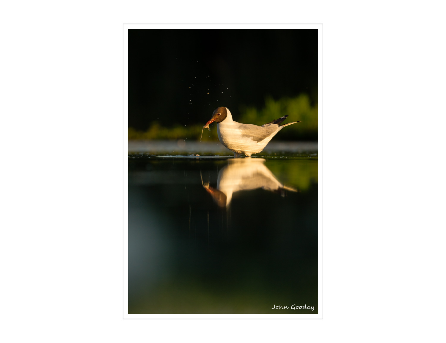 (Image: Black-headed Gull fishing. Canon EOS 5D Mark III, EF 500mm f/4L IS II, 1/640 sec @ f/5.6, ISO 400, tripod, hide).