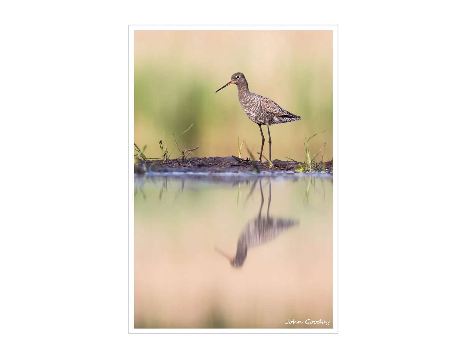 (Image: black-tailed Godwit. Canon EOS 5D Mark III, EF300mm f/2.8L IS + 1.4x II, 1/500 sec @ f/5, ISO 1600)