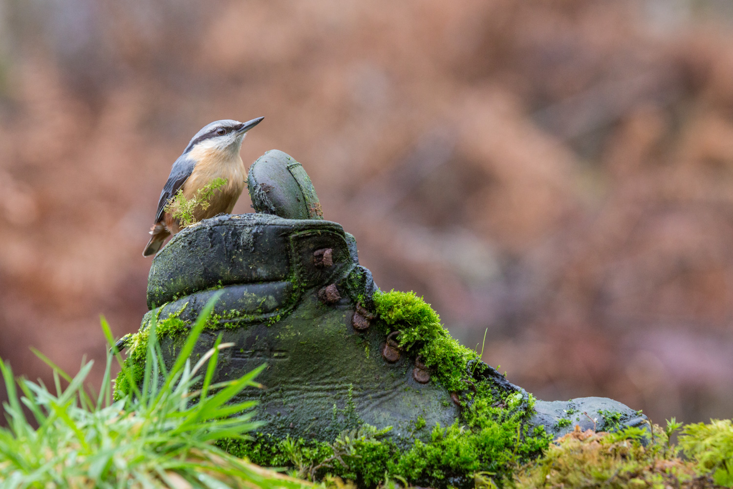 Shoo-shoe!