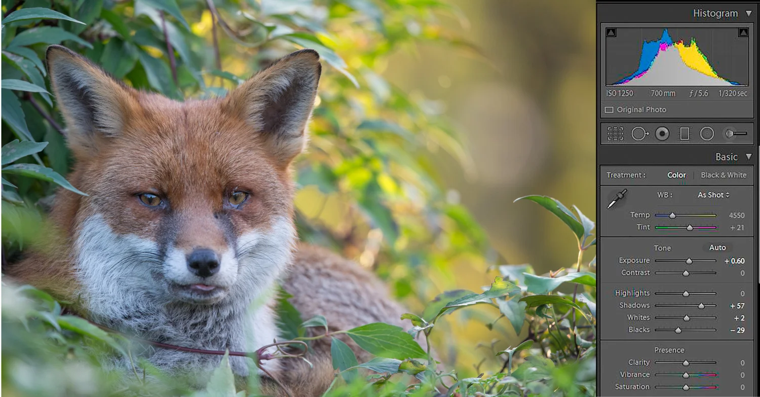 (Image: exposure adjustments in Lightroom)