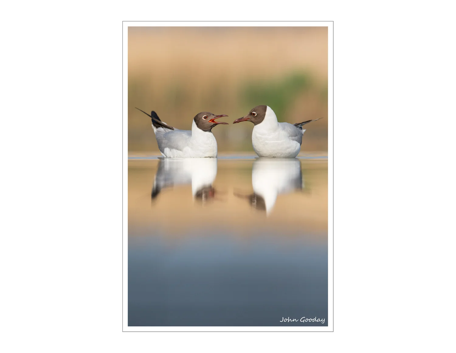 (Image: Canon EOS 1DX, EF300mm f/2.8L IS, 1/2000 sec @ f/5.6, ISO 800, tripod, hide)