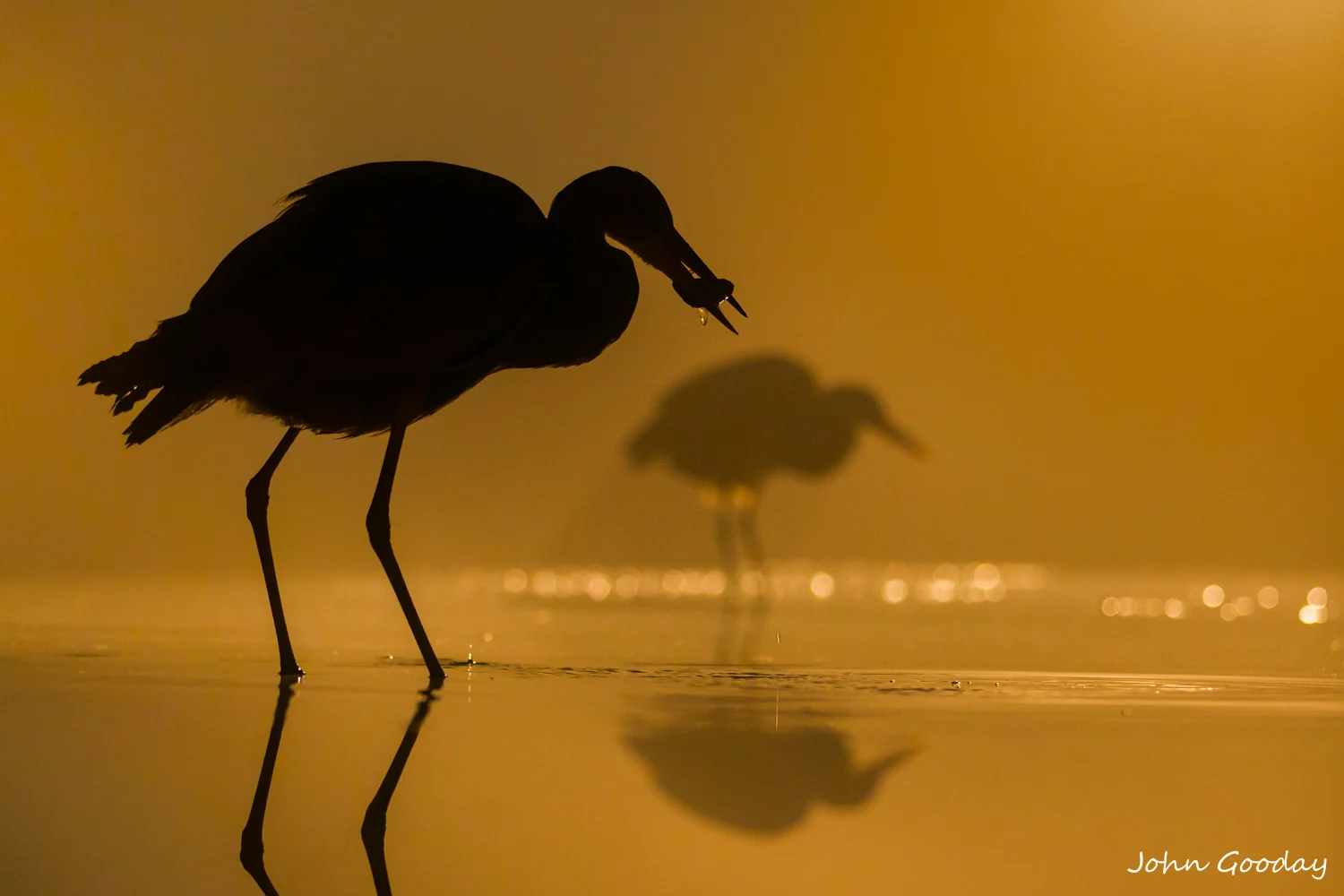 (Image: Canon EOS 1DX, EF70-200mm f/2.8L IS II, 1/250 sec @ f/2.8. ISO 2000, tungsten backlight, tripod, hide)