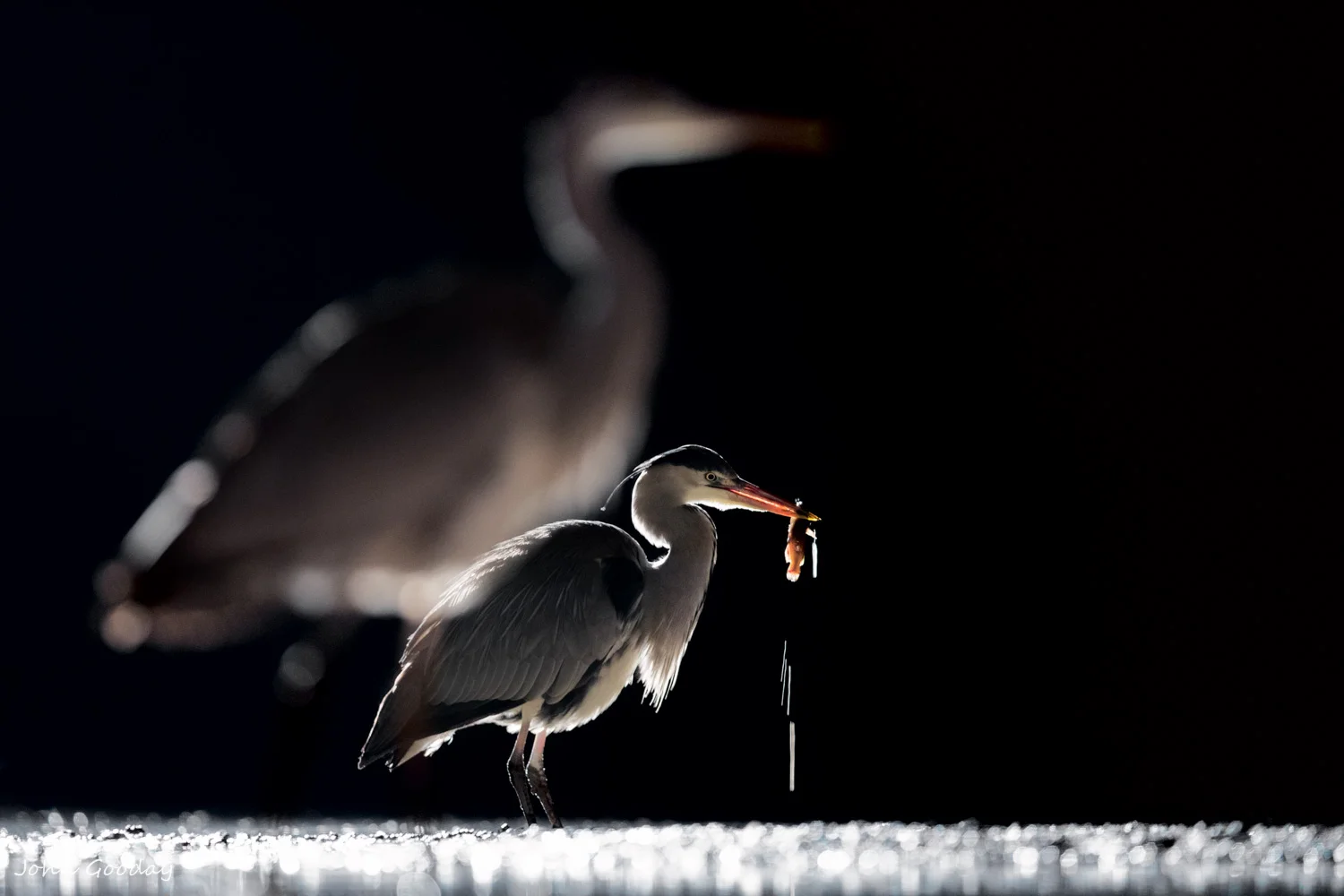 (Image: Canon EOS 1DX, EF300mm f/2.8L IS II, 1/25 sec @ f/3.2, ISO 2000, tungsten backlight, 2x EX580 II speedlights with CTO gel, tripod, hide)