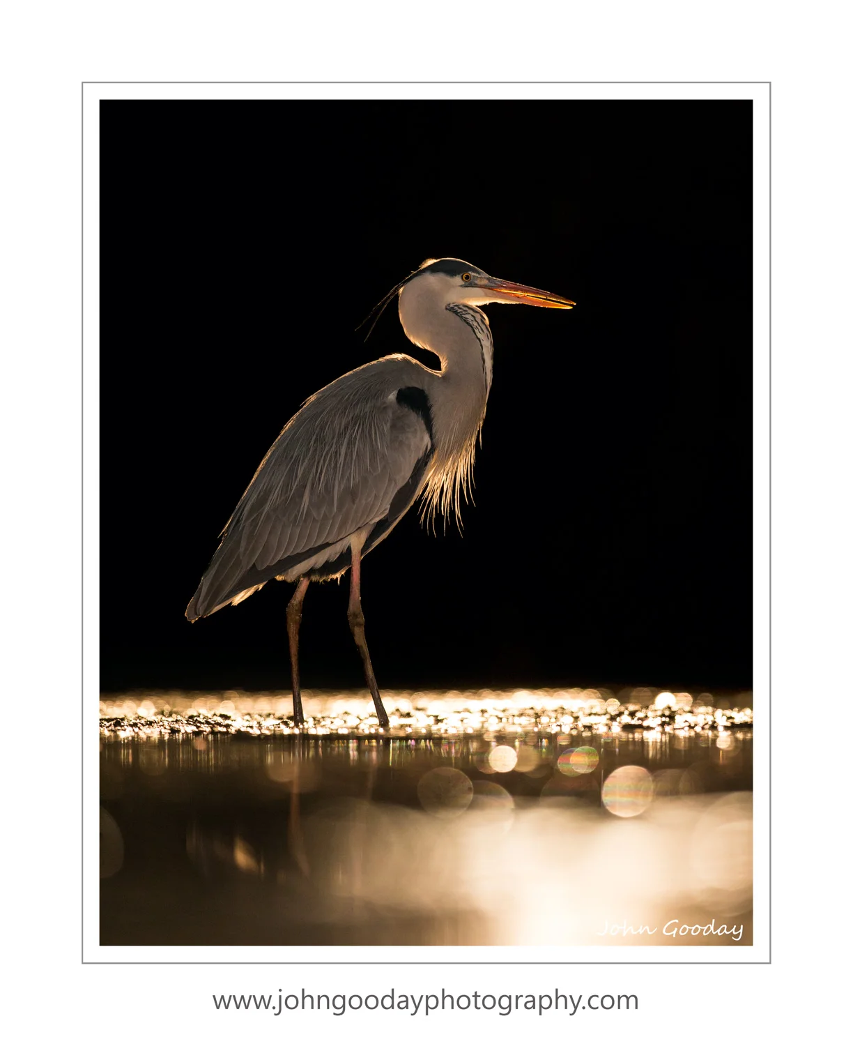 (Image: Canon EOS 1DX, EF300mm f/2.8L IS II, 1/125 sec @ f/3.2, ISO 2000, 2 x Canon EX580 II speedlights with 0.5 CTO gel, tungsten backlight, tripod, hide)