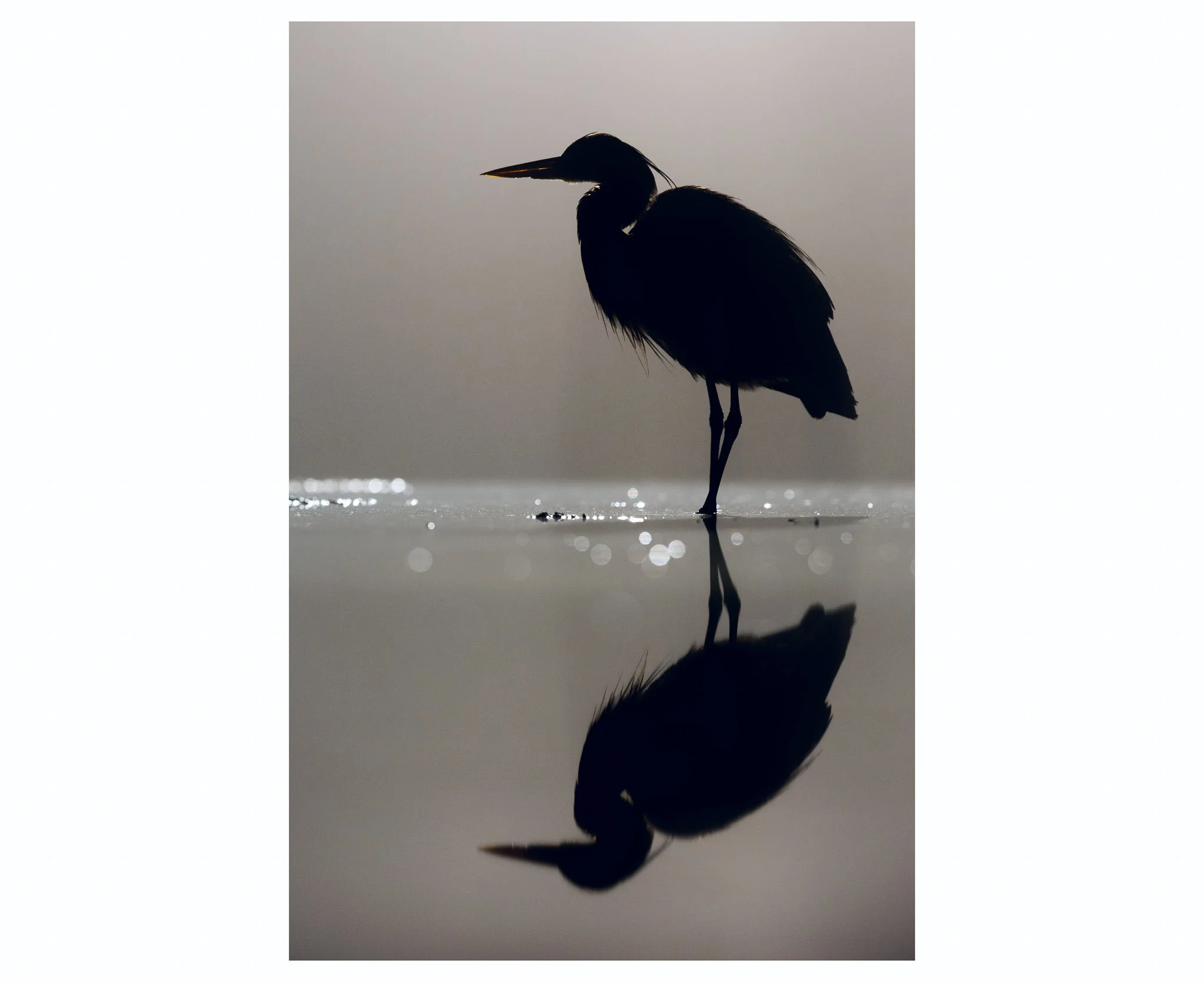 (Image: Canon EOS 5D Mark III, EF300mm f/2.8L IS II, 1/80th Sec @ f/4.5, ISO 1600, tungsten backlight, tripod, hide)
