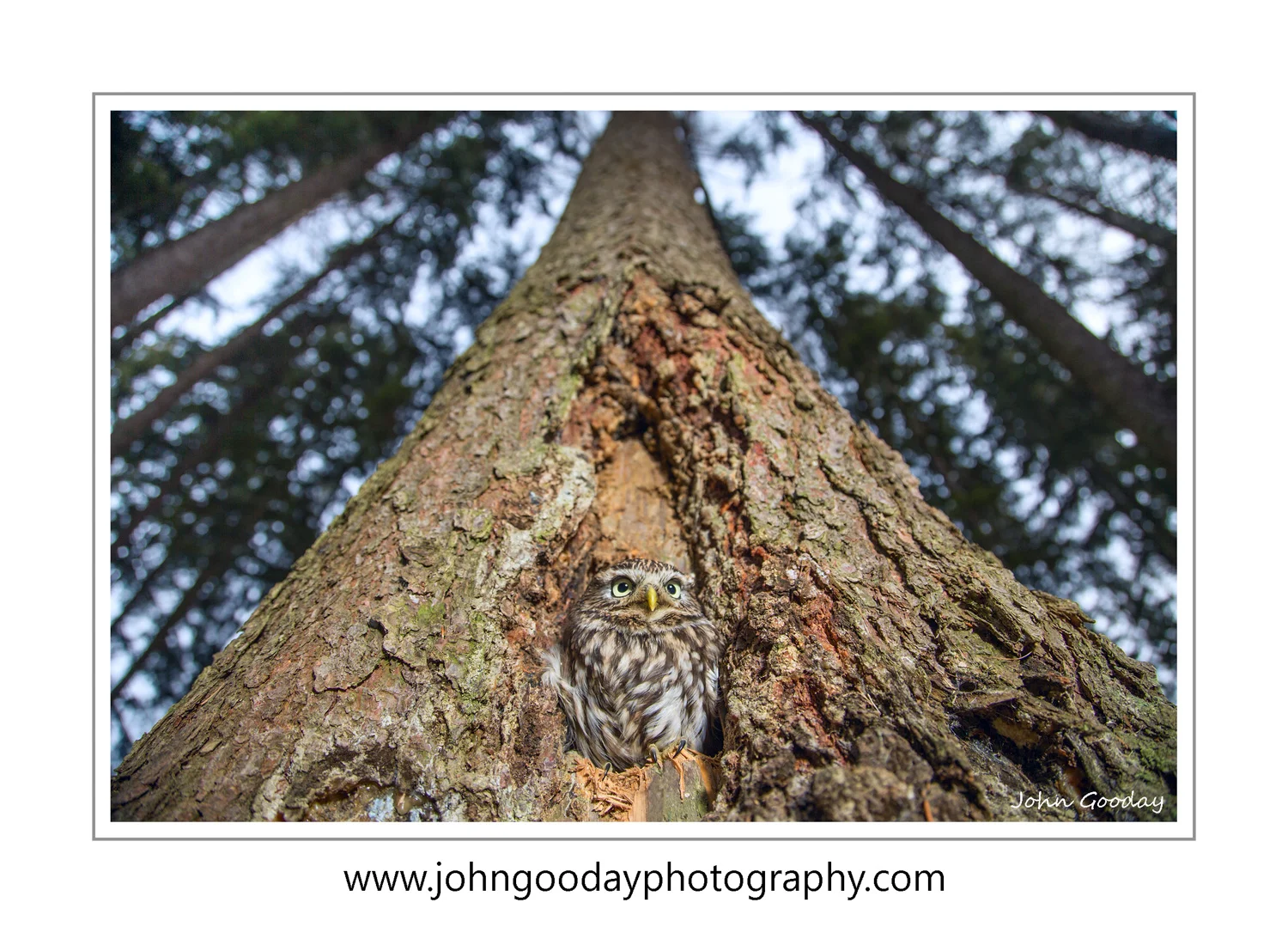 A Wider View: using captive animals to get unusual viewpoints