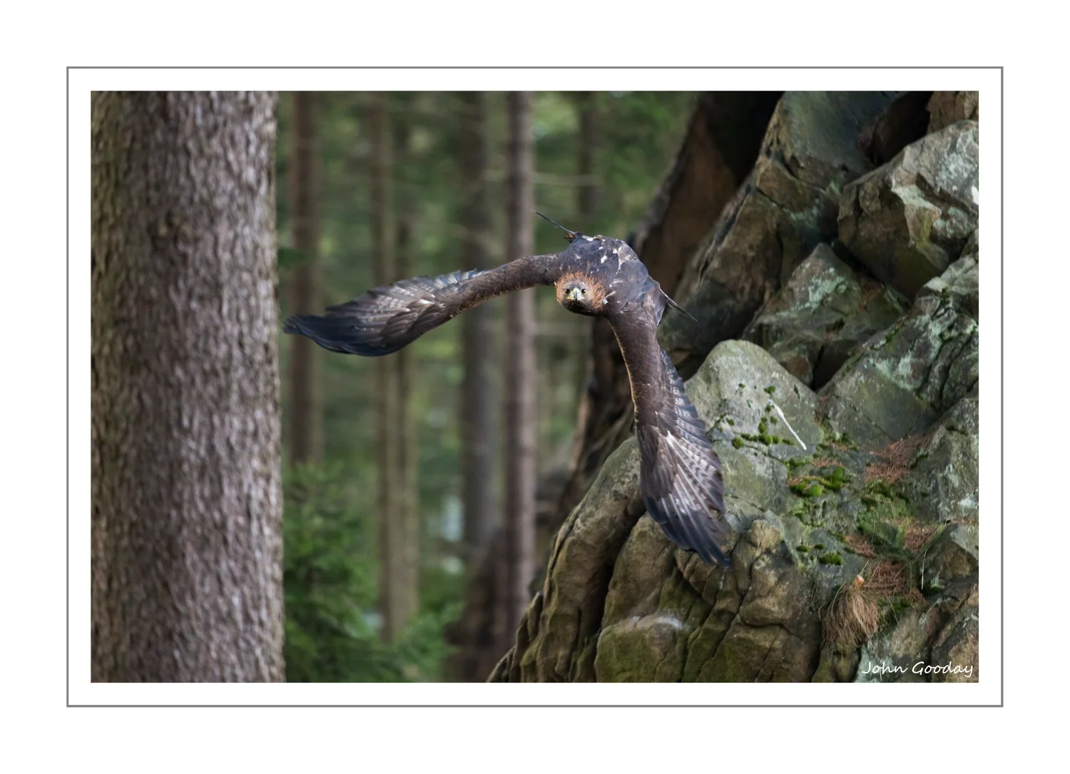 (Image: for comparison, this shot was taken with a 70-200 f/2.8 wide open. Canon EOS 1DX, EF70-200mm f/2.8L IS II, 1/1000 sec @ f/2.8, ISO 3200, tripod with Uniqball head)