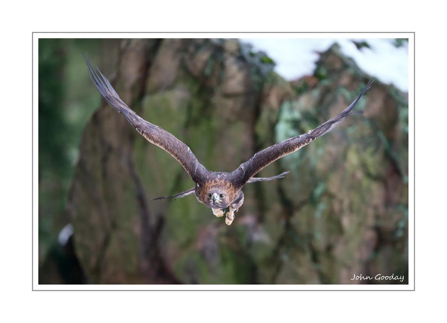 (Image: Canon EOS 1DX, EF200mm f/2L IS II, 1/1250 @ f/2.2, ISO 1600)