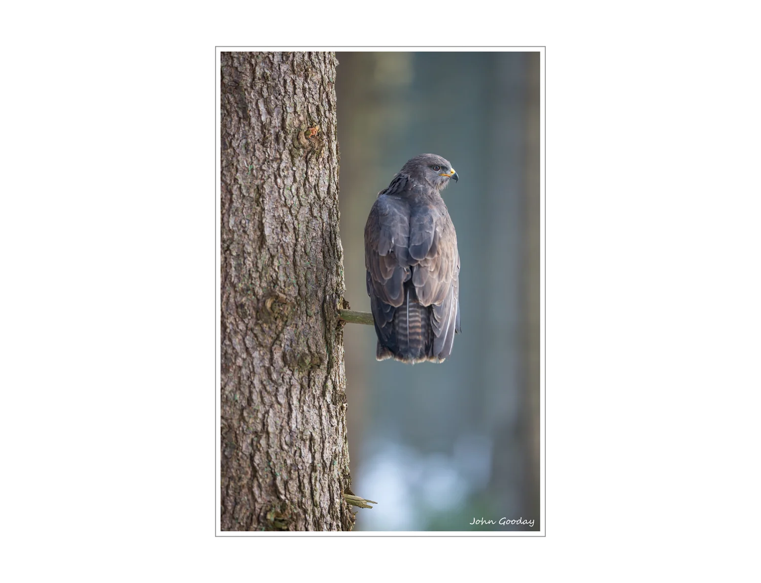 (Image: Canon EOS 1DX, EF200mm f/2L IS, 1/1000 sec @ f/2, ISO 1000, hand-held)
