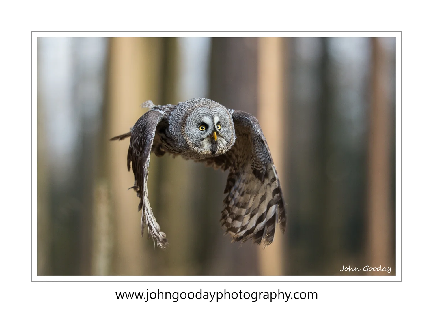 (Image: Canon EOS 1DX, EF200mm f/2L IS, 1/1600 sec @ f/2, ISO 500, tripod with Uniqball head)