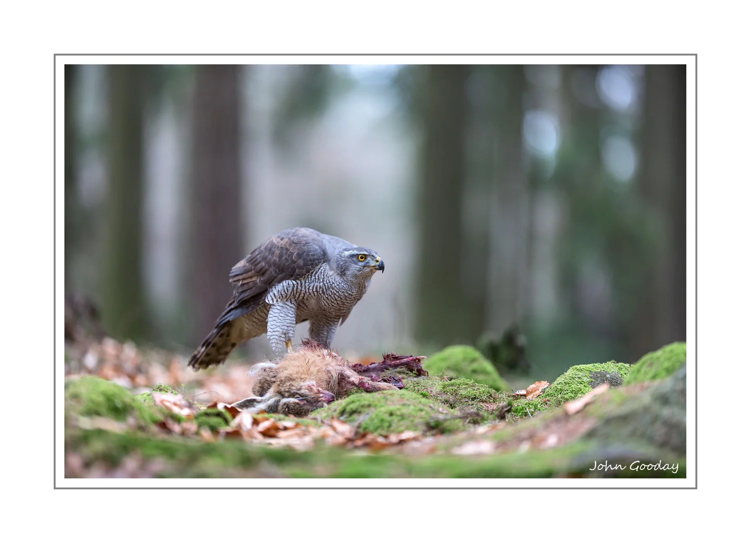 (Image: Canon EOS 1DX, EF200mm f/2L IS, 1/500th sec @ f/2, ISO 500)
