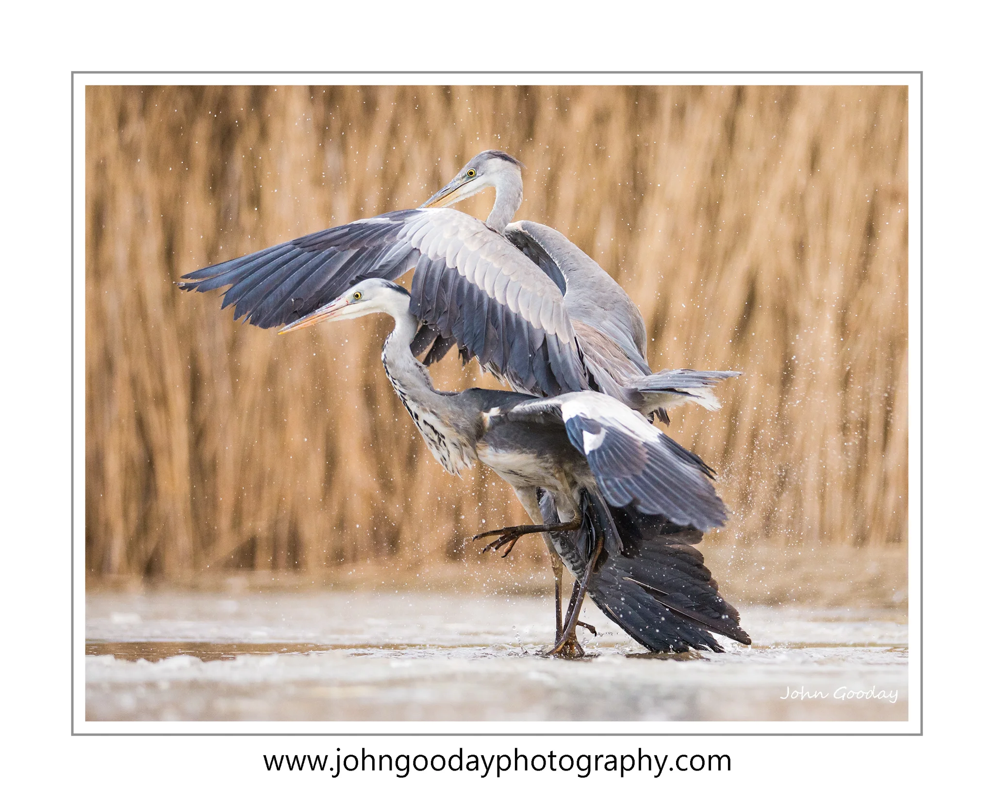 herons fighting WEBFRAME WEBTEXT _70R2225.jpg