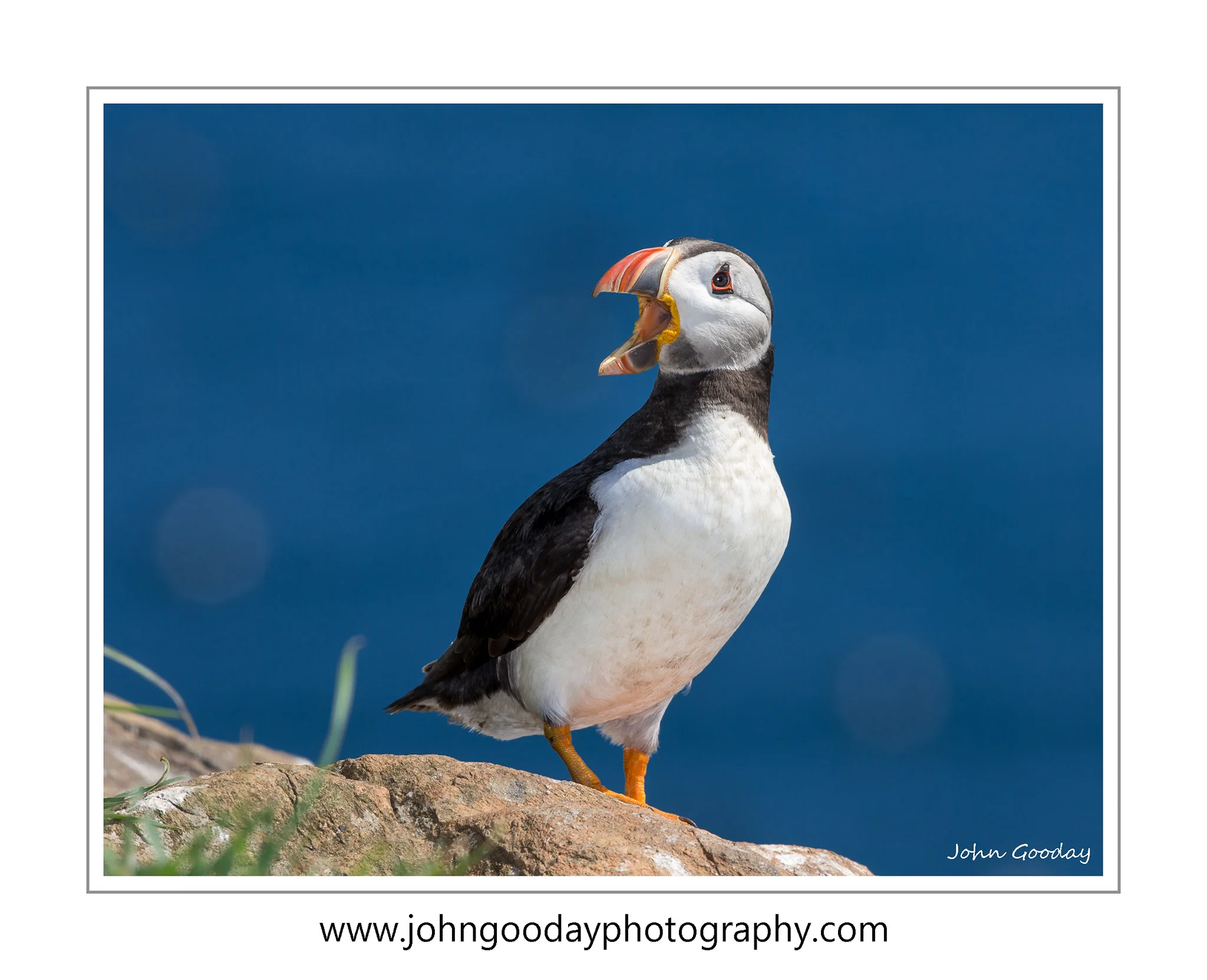Canon EOS 1DX, EF500mm f/4L IS II, 1/250 sec, f/11, ISO 50, EX600-RT Speedlight zoomed to 200mm