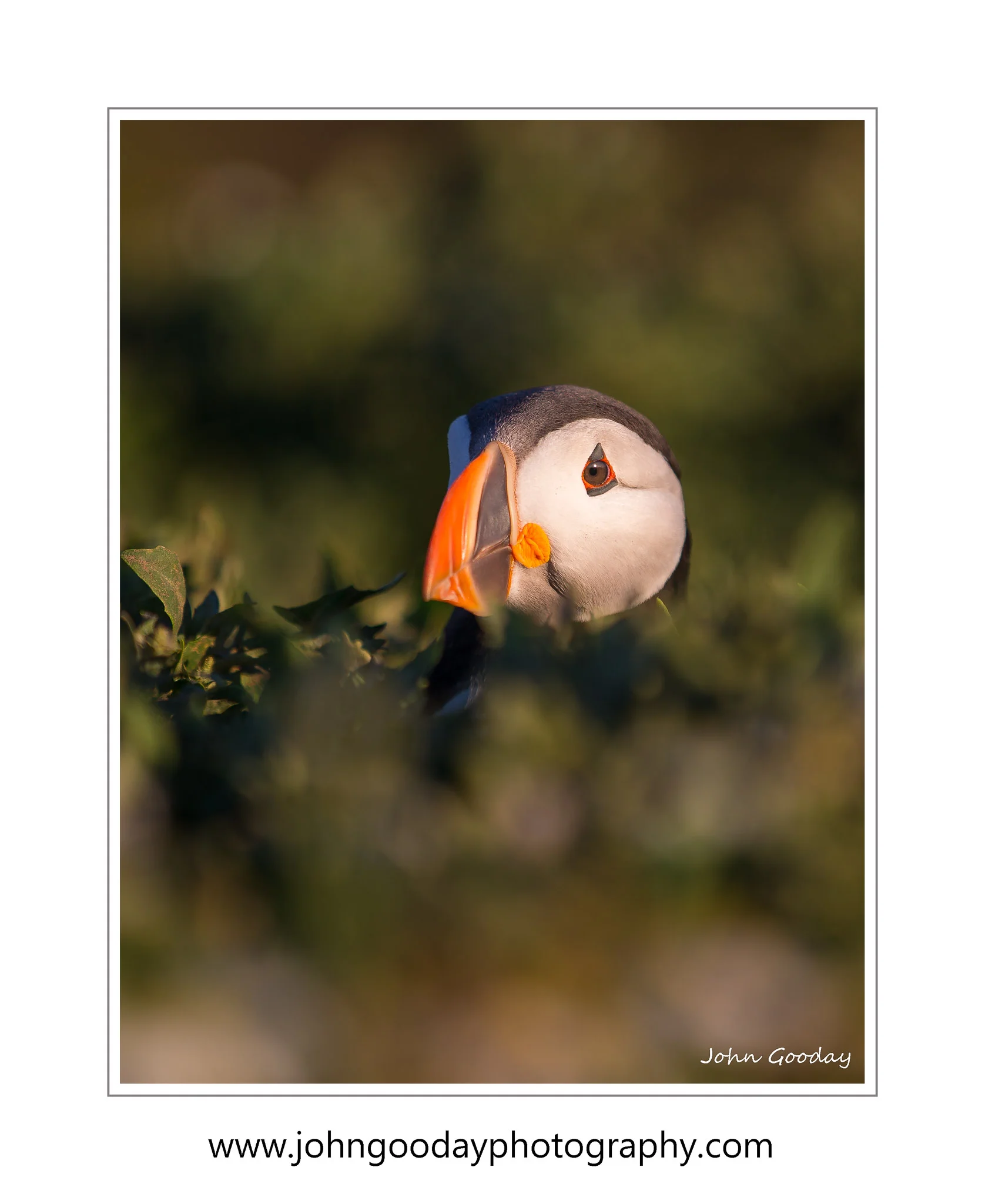 Canon EOS 1DX, EF70-200mm f/2.8L IS II @ 190mm, 1/1000 sec, f/2.8, ISO 100