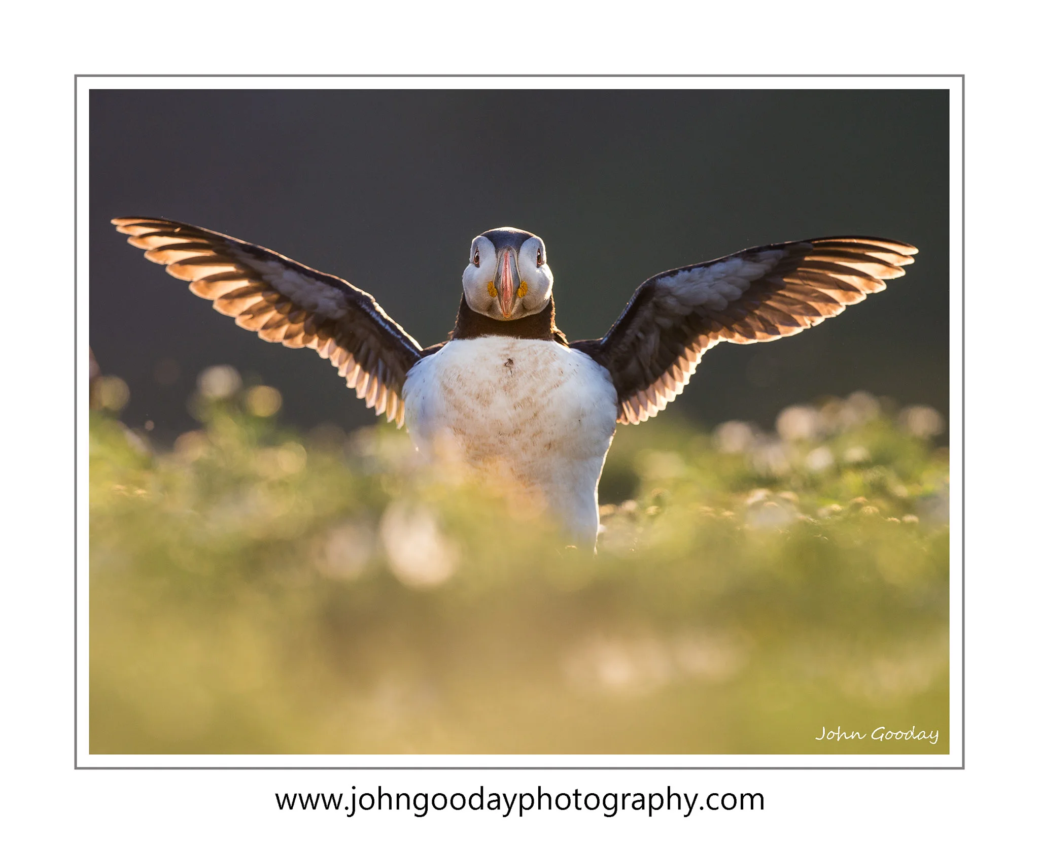 Canon EOS 5D Mark III, EF500mm f/4L IS II, 1/800 sec, f/4.5, ISO 400