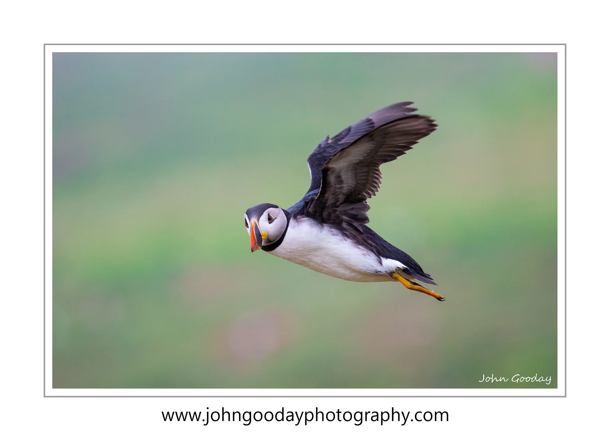 Canon EOS 1DX, EF70-200 f/2.8L IS II + 1.4x III, 1/1600 sec, f/4, ISO 640