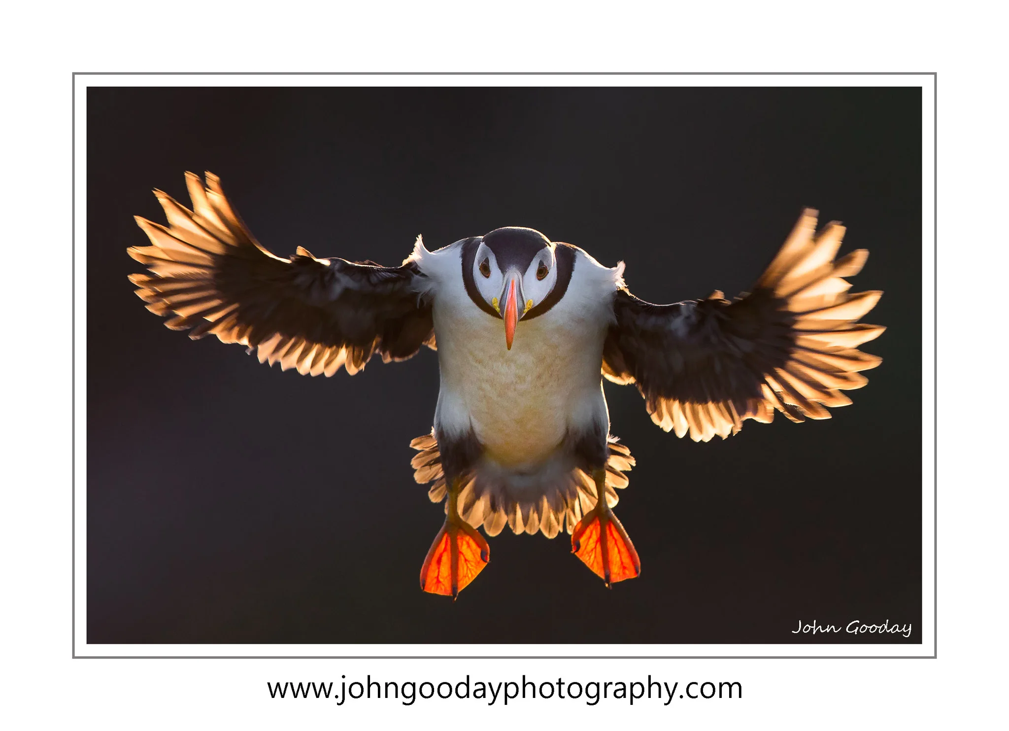 Canon EOS 1DX, EF500mm f/4L IS II, 1/2000 sec, f/5.6, ISO 1600