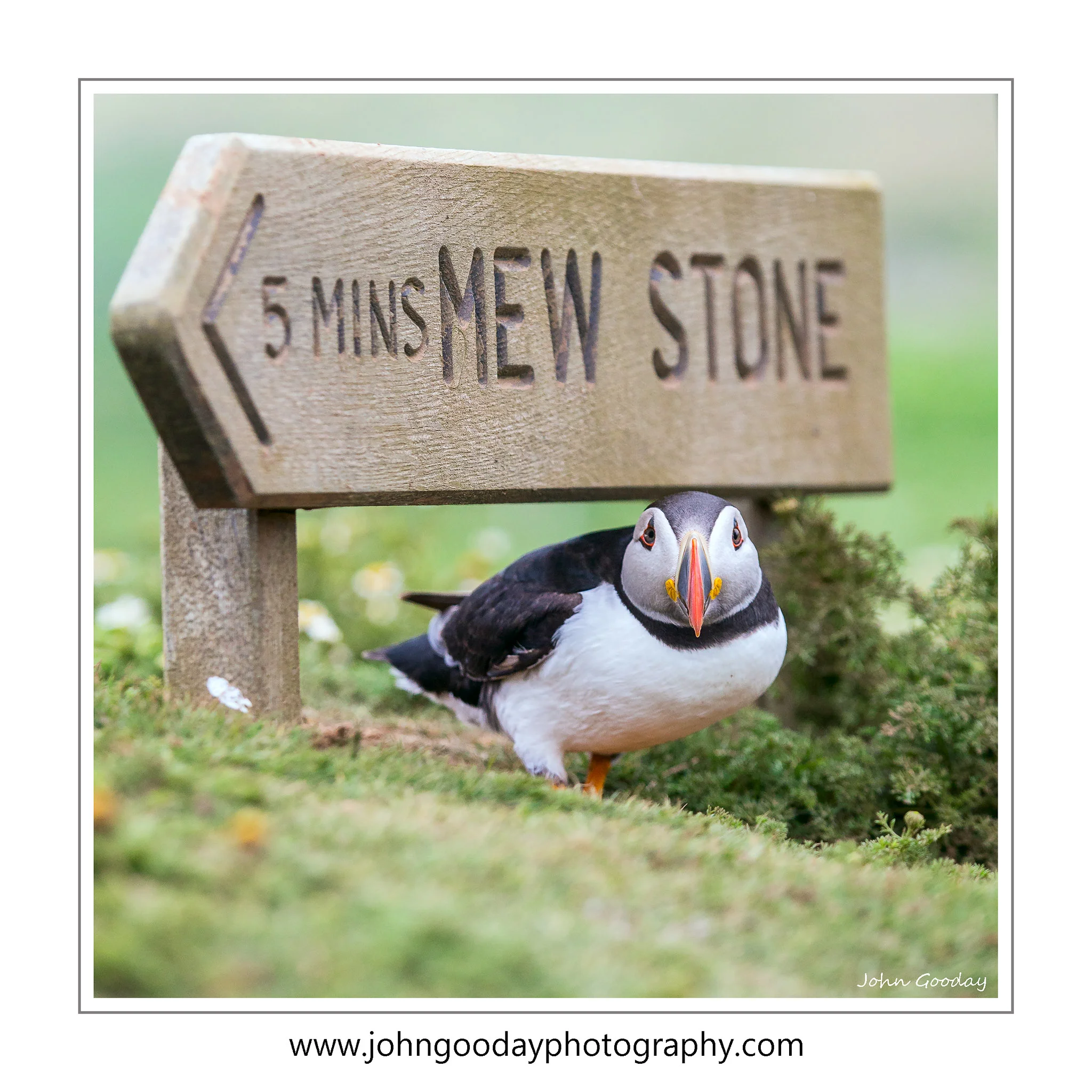 You're never far from a Puffin on Skomer. Canon EOS 1DX, EF70-200mm f/2.8L IS II, 1/2000 sec, f/5, ISO 800