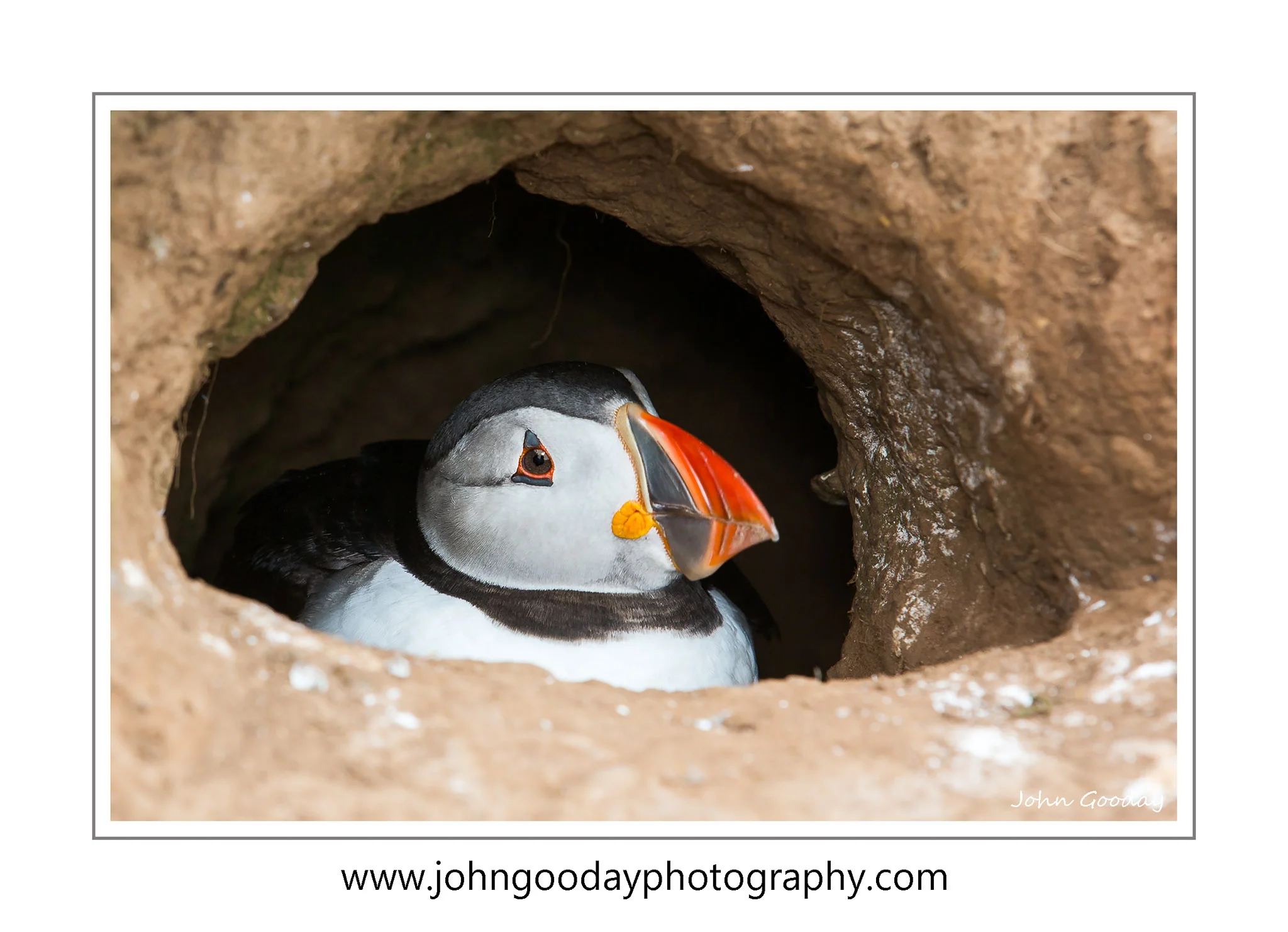 Puffin in its burrow Canon 5D Mark III, EF70-200mm f/2.8L IS, 1/200 sec, f/7.1, ISO 250, EX600-RT Speedlight with 30cm softbox