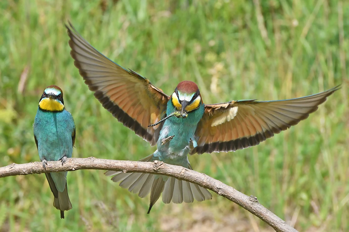 Bee-eaters