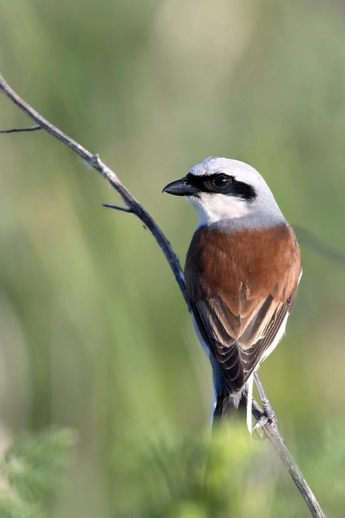 Red-backed Shrike