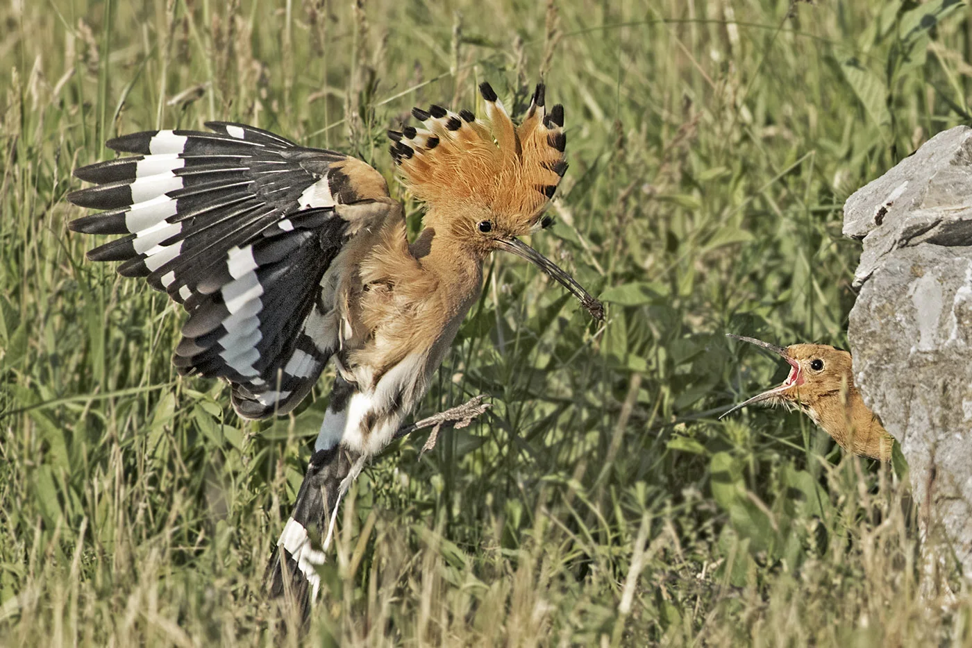 Hoopoe returning to nest