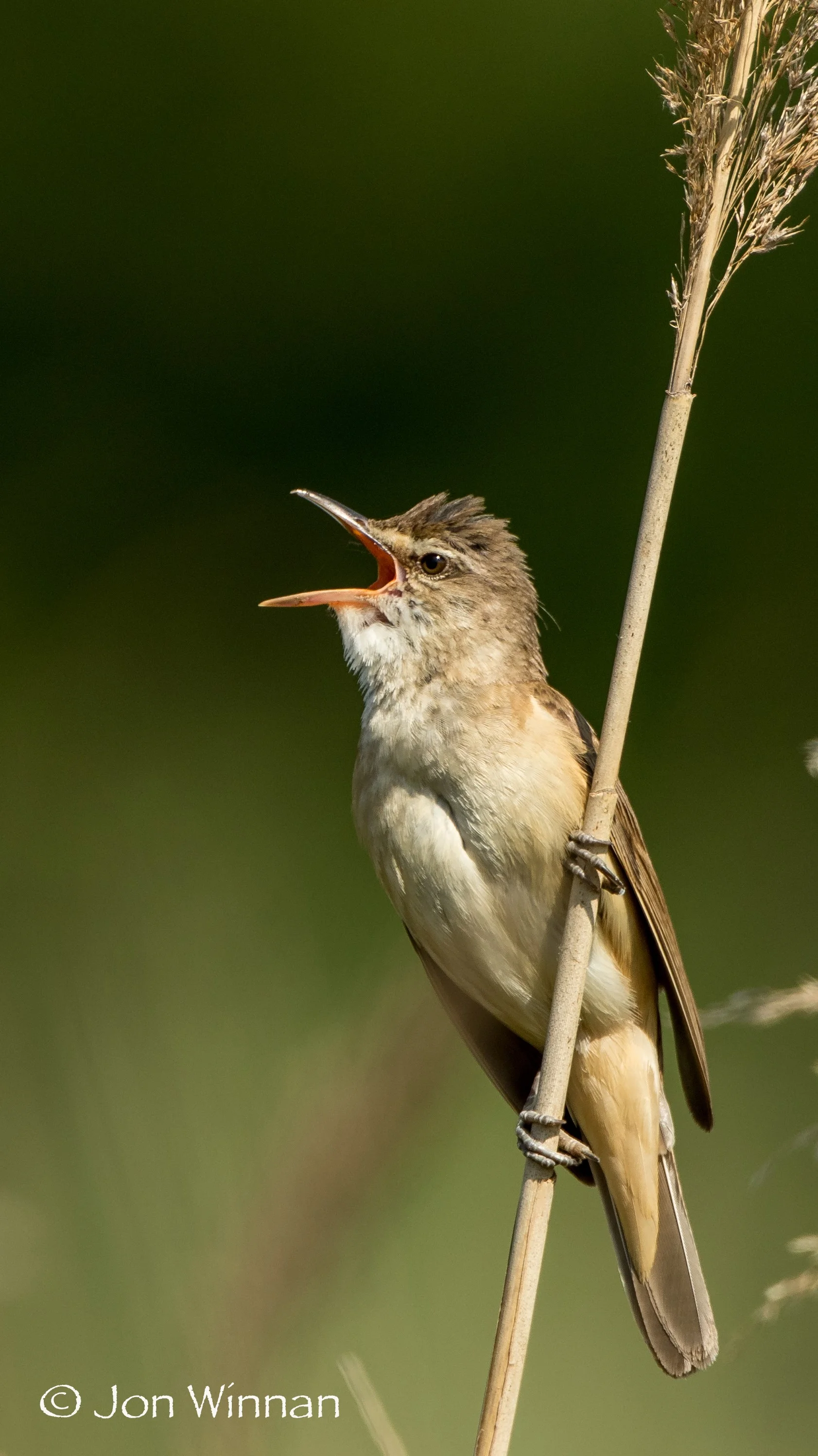 Great Reed Warbler singing