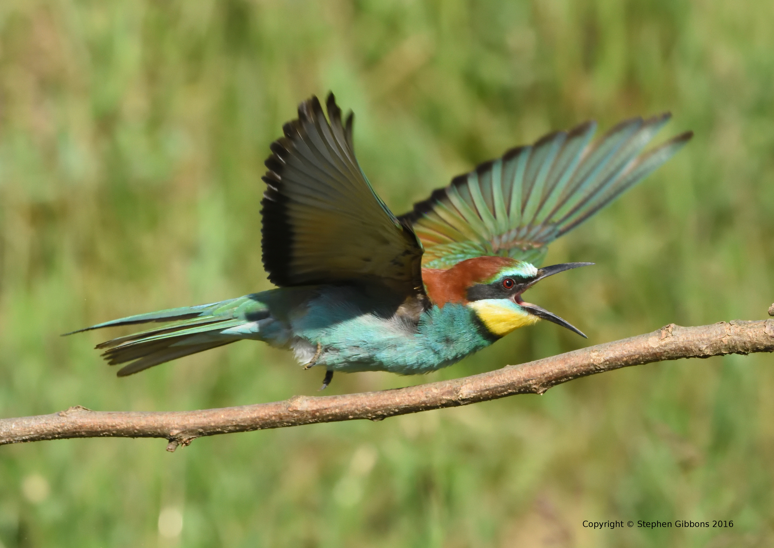 Bee-eater in flight