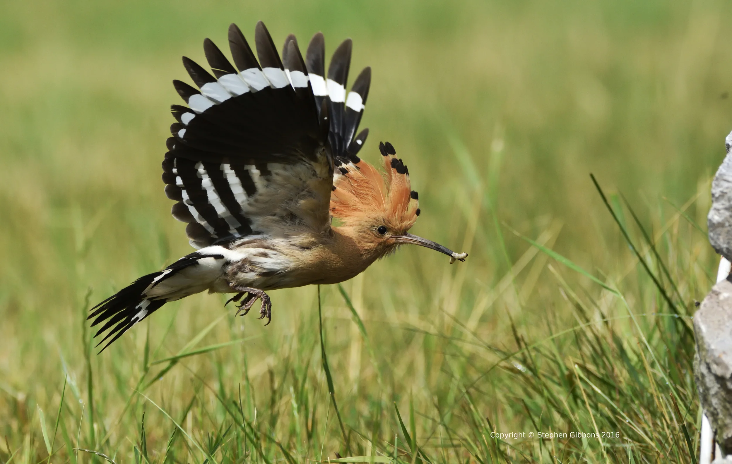 Hoopoe returning to nest with food