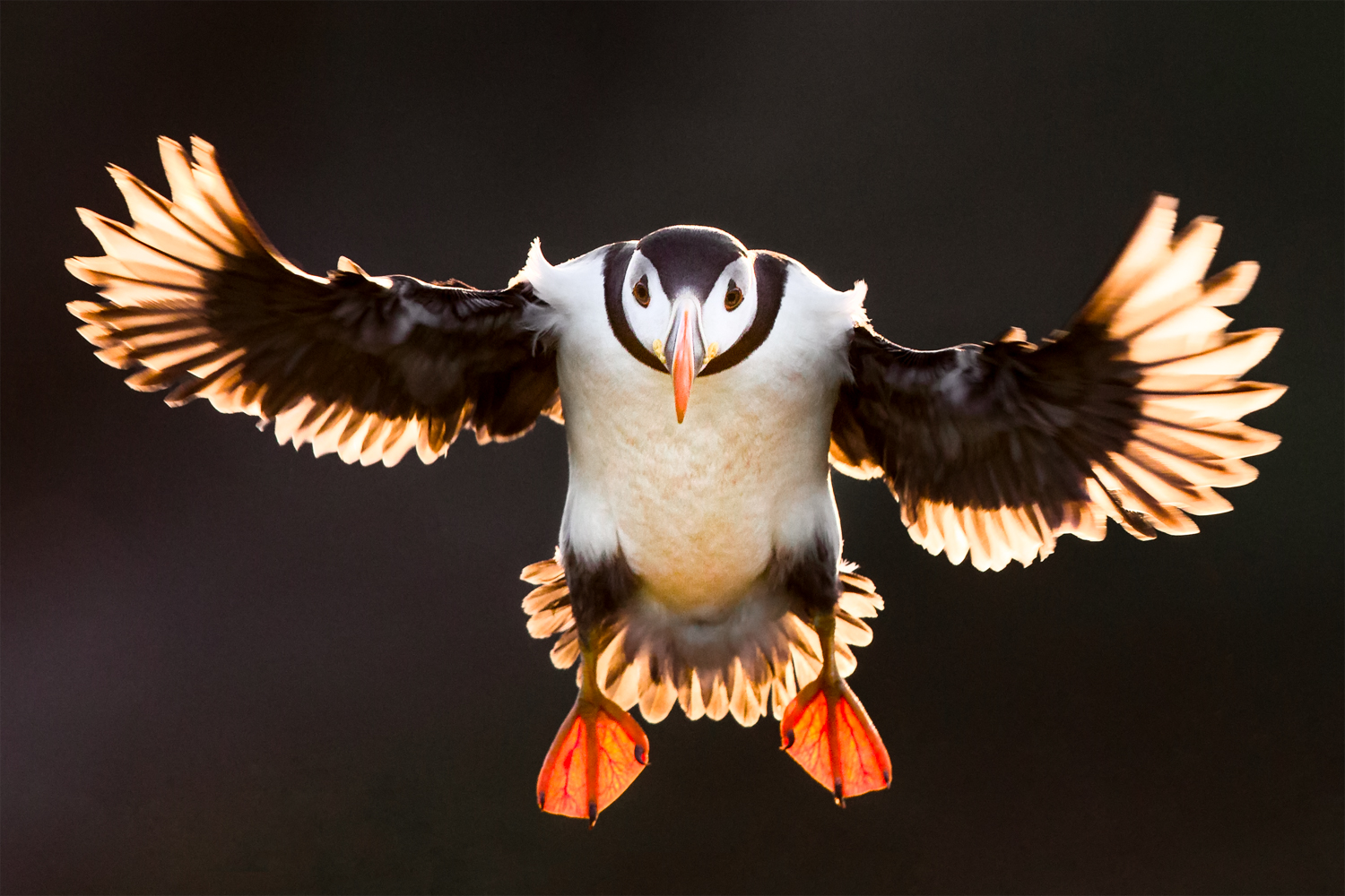 Golden flight