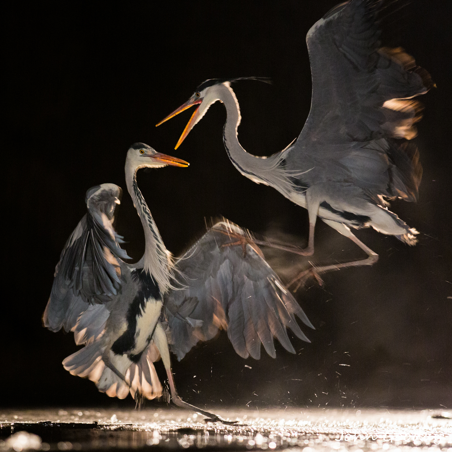 Night Fighters