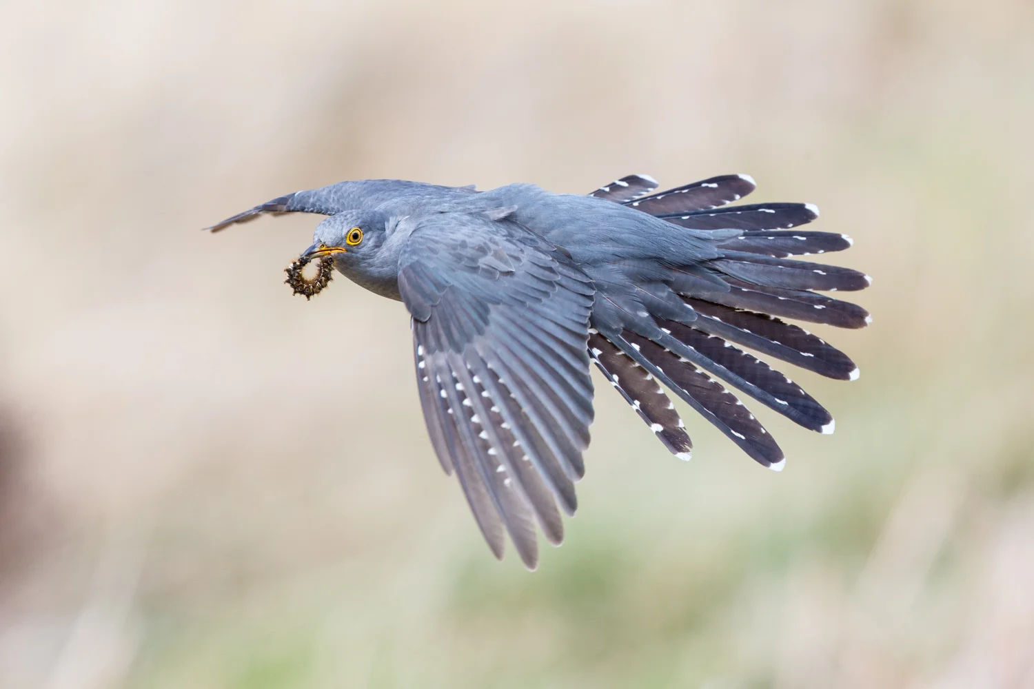 _70R5268  Website.jpg