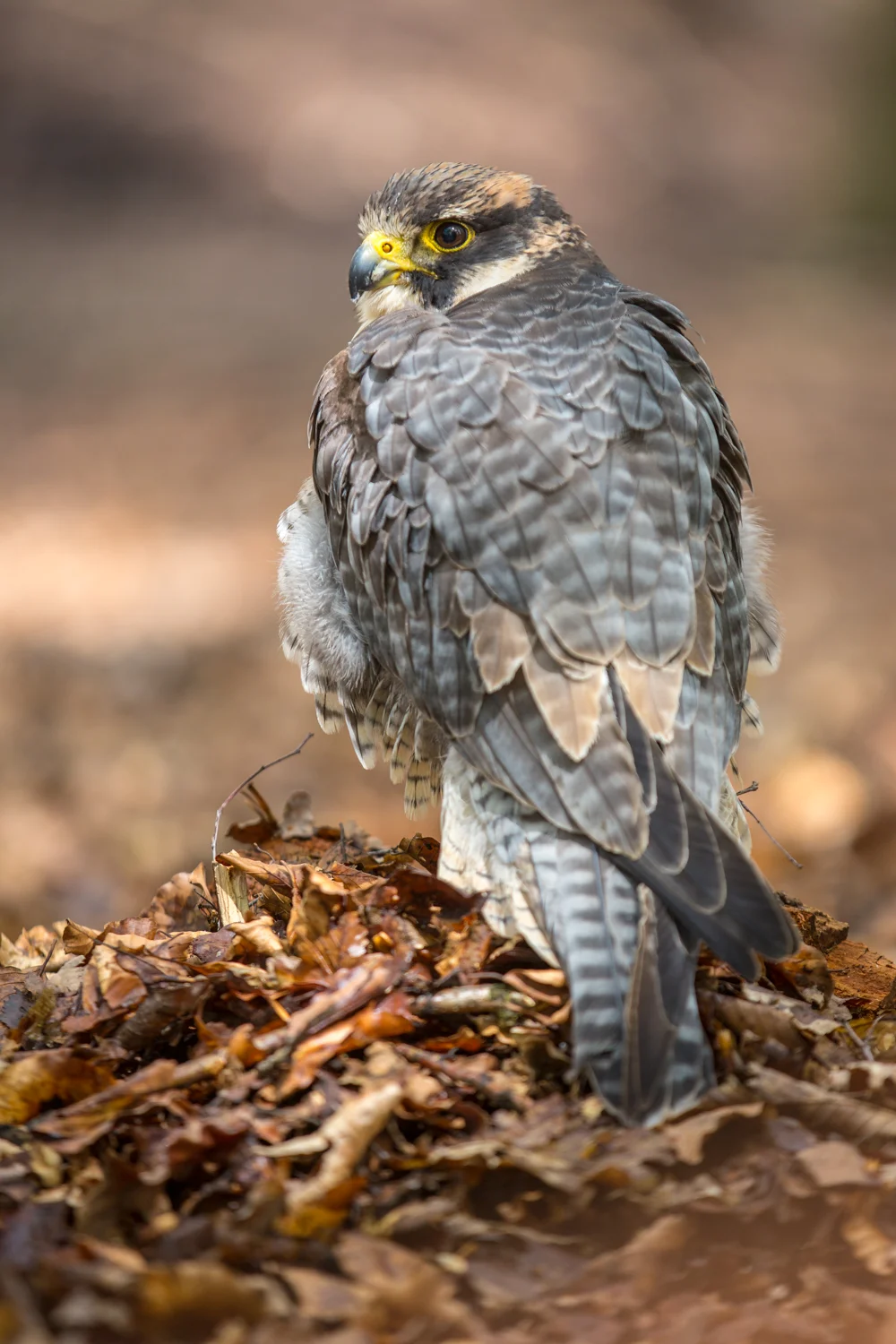 _D5A1397  Website.jpg