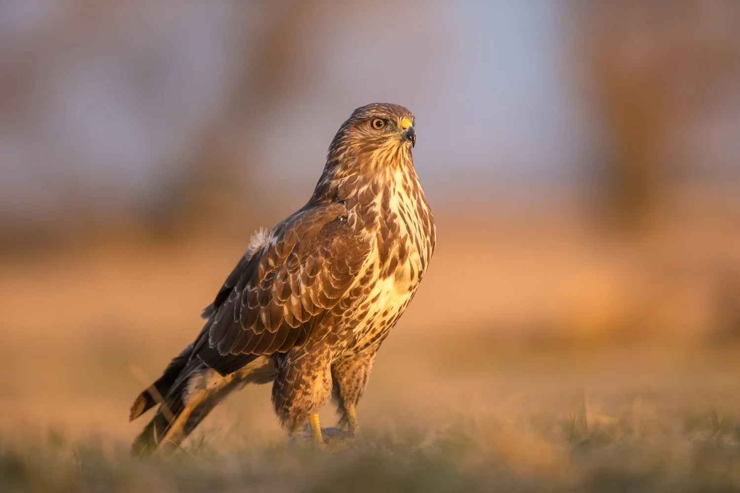 Buzzard _70R8440  Website.jpg