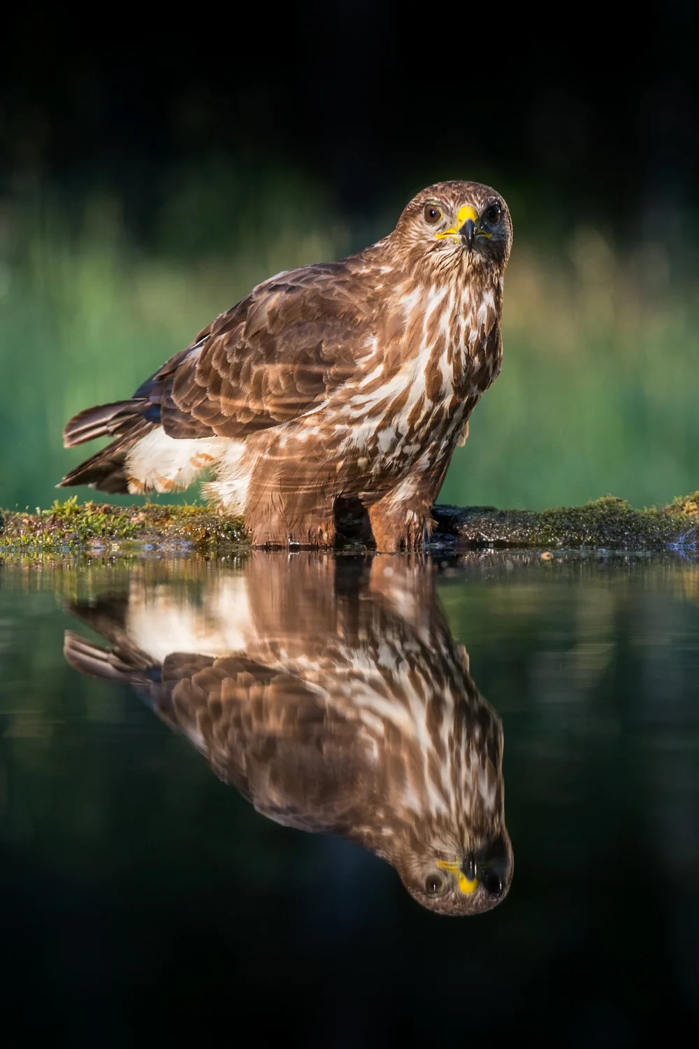 Buzzard in pool MASTER cropped  _D5A3156  Website.jpg
