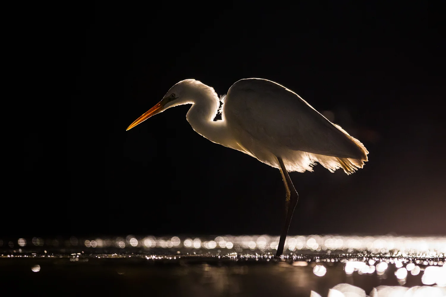 egret noise reduction_D5A6375  Website.jpg