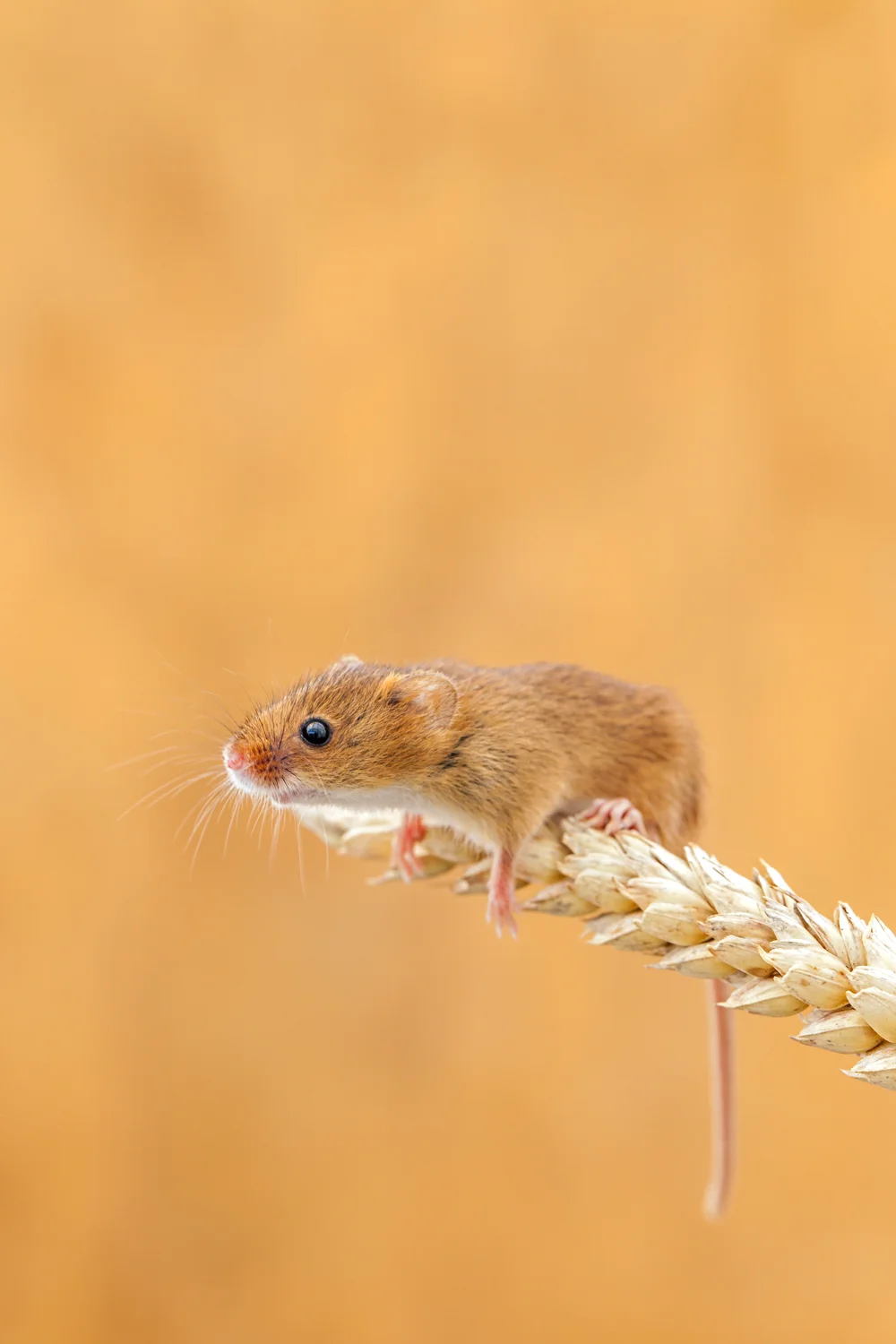 Exhausted harvest mouse 8 bit sRGB _MG_8841 as Smart Object-1-2  Website.jpg