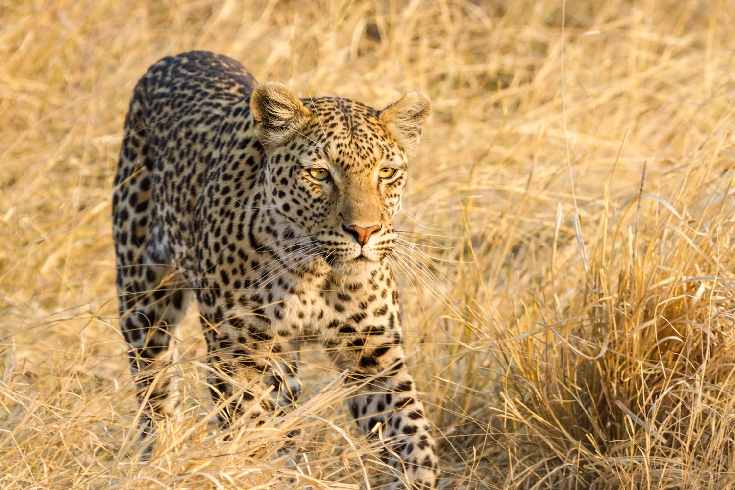 evening leopard b bit sRGB  _MG_4808 as Smart Object-1  Website.jpg