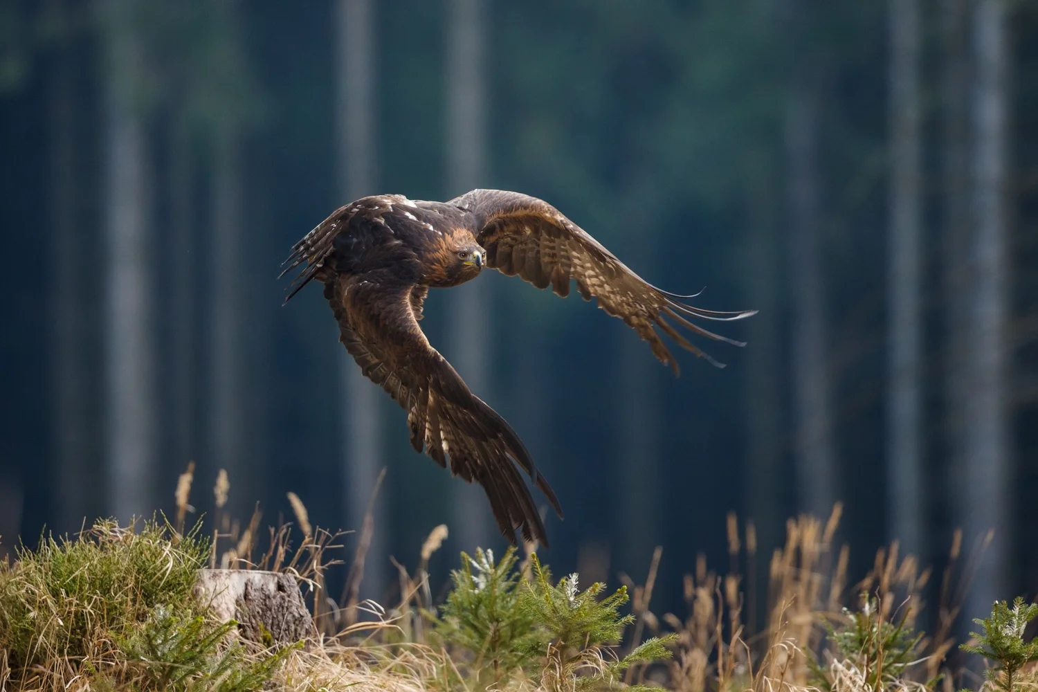 golden eagle 8 bit sRGB  _70R9825  Website.jpg
