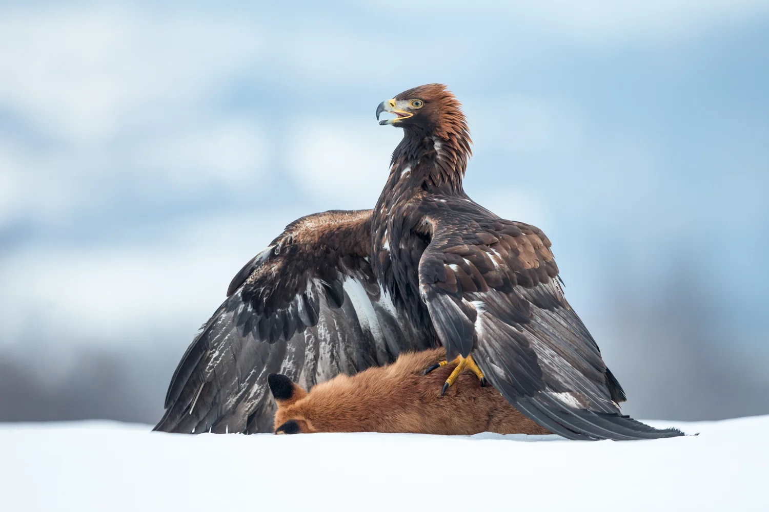 golden eagle lab color _70R1878  Website.jpg