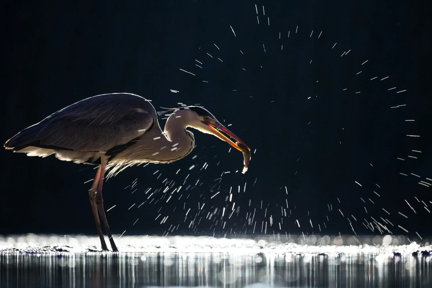 heron 8 bit _70R6474  Website.jpg