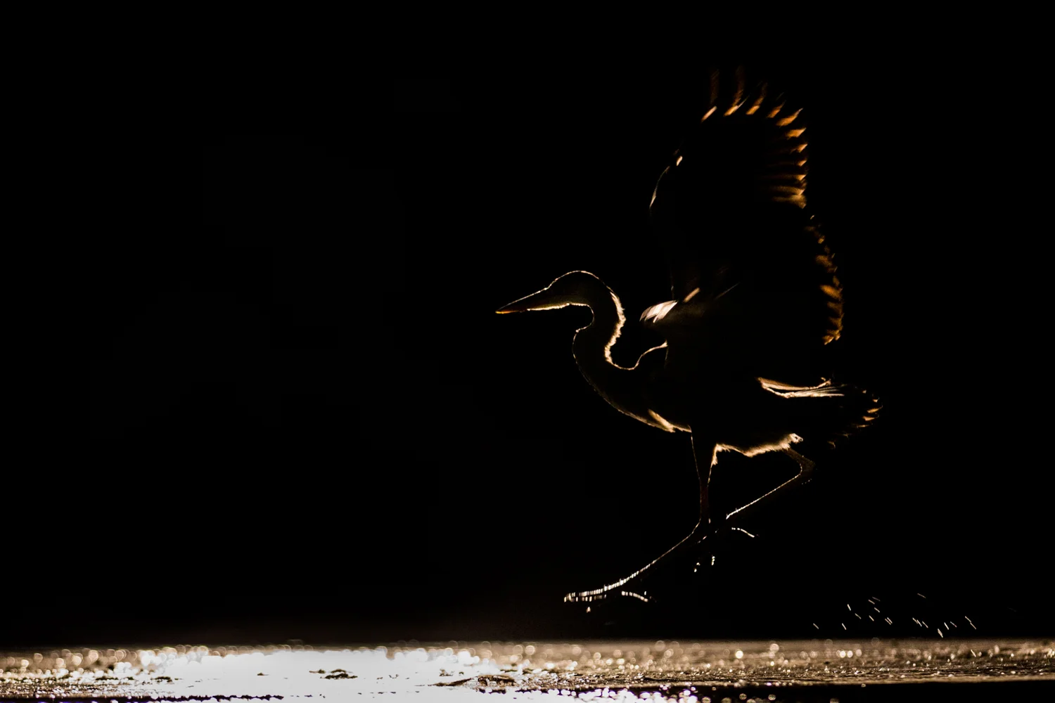 heron landing _D5A6903  Website.jpg
